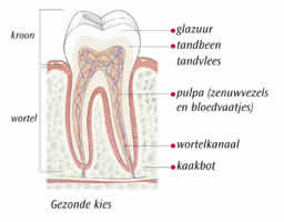 Gezonde Kies